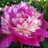 Paeonia Celebrity